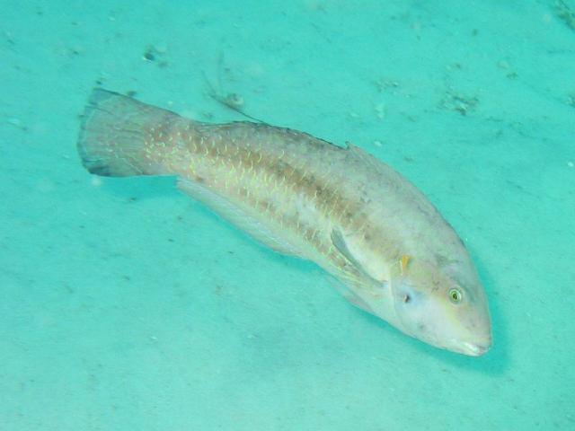 Wrasse1