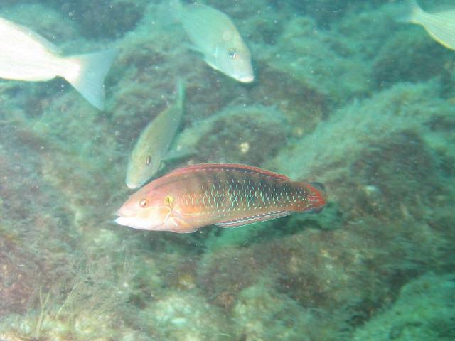 Wrasse3