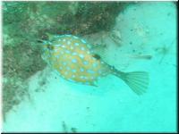 CowFish