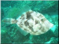 FileFish