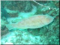 ParrotFish