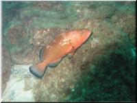 RedGrouper