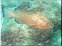 RedGrouper2