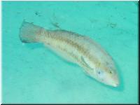 Wrasse1