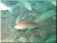 Wrasse3